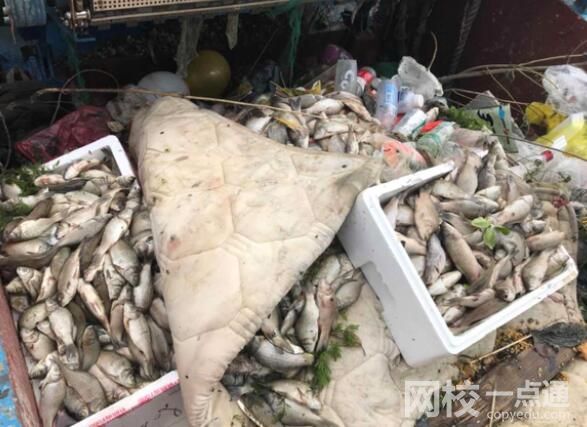 放生成殺生 上海蘇州河頻現死魚 原因竟是這樣實在太慘了
