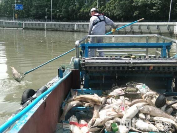 放生成殺生 上海蘇州河頻現死魚 到底是怎么死的？
