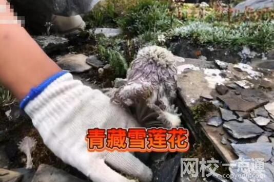 主播疑采摘瀕危水母雪兔子被封禁 始料未及真相簡直太意外了