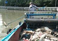 放生成殺生 上海蘇州河頻現死魚 始料未及真相簡直太悲劇