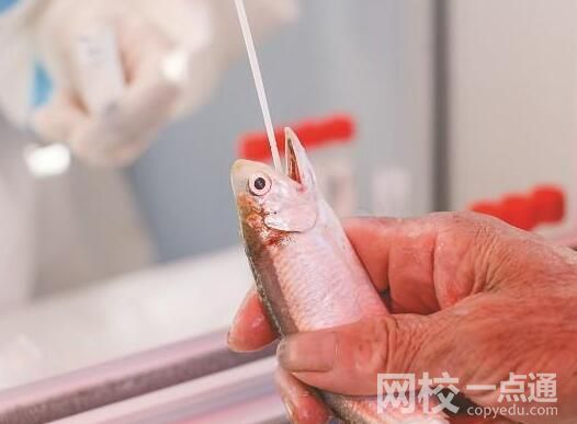 廈門魚蟹被扒開嘴做核酸 內幕實在令人意外至極