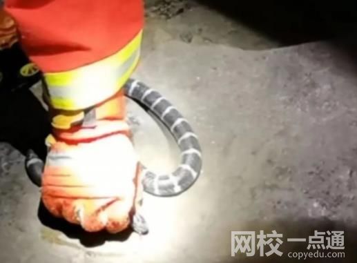 女孩網購毒蛇當寵物 一個月后身亡 具體是什么情況?