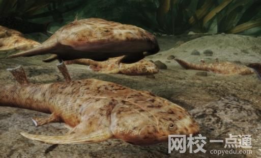“從魚到人”有了關鍵證據 具體是什么情況?