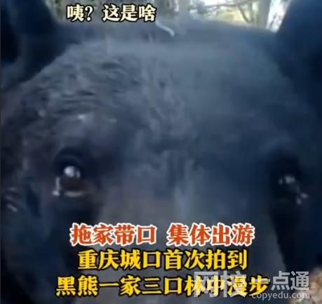 重慶拍到黑熊一家三口林中漫步 畫面曝光太讓人震驚了