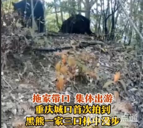 重慶拍到黑熊一家三口林中漫步 具體是什么情況？