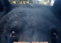 重慶拍到黑熊一家三口林中漫步 畫面中黑熊憨態可掬實在可愛