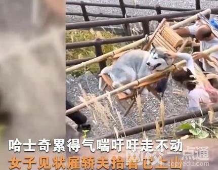主人雇轎夫抬累癱的哈士奇上山 具體是什么情況?
