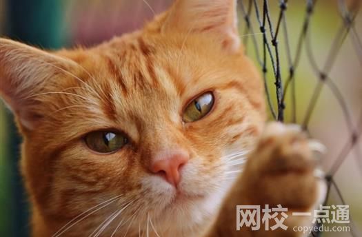 女孩國慶假期幫喂貓日賺600 具體是什么情況?