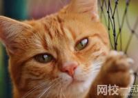 女孩國慶假期幫喂貓日賺600 具體是什么情況?