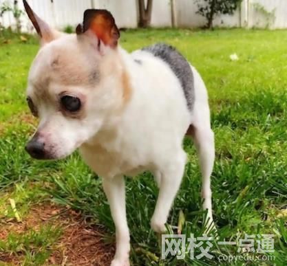 全球最年長(zhǎng)的狗去世 終年22歲 她和她的伴侶洛基生下了32只小狗