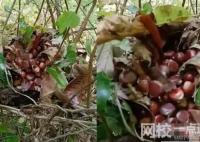 男子在叢林中發現一堆板栗 網友分析可能是松鼠過冬的糧食