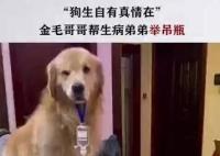 金毛弟弟打吊針哥哥幫舉藥瓶 拍攝者說平時關(guān)系非常好弟弟總粘著哥哥