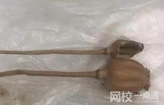 旅客攜帶罌粟過安檢稱治胃病 民警對其罌粟殼和罌粟種子進(jìn)行了收繳
