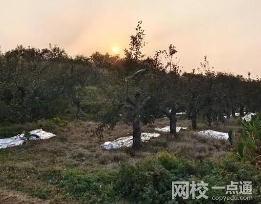 商洛7死兇殺案:鄰里因櫻桃樹起紛爭 商洛發生7死兇殺案事件始末最新消息