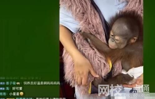 南京一動物園直播籌款:揭不開鍋了 開放了一批動物認養