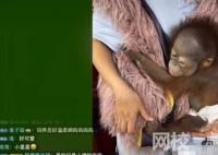 南京一動(dòng)物園直播籌款:揭不開(kāi)鍋了 每天都是0收入