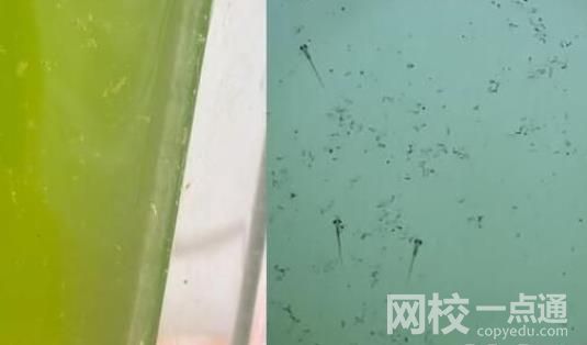 男子放陽臺的死水突然變綠長魚苗 實在是太罕見了