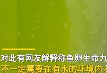 男子放陽臺的死水突然變綠長魚苗 實在是太罕見了