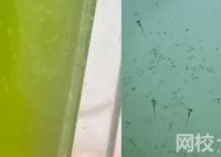 男子放陽臺的死水突然變綠長魚苗 實在是太罕見了