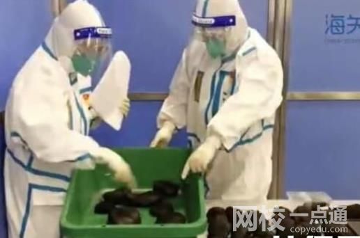 托運行李內藏199只活龜7條活蛇 具體是什么情況?