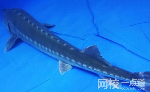 長江鱘遭非法捕撈 嫌疑人:吃了3條 嫌疑人知道捕撈水生野生動(dòng)物違法