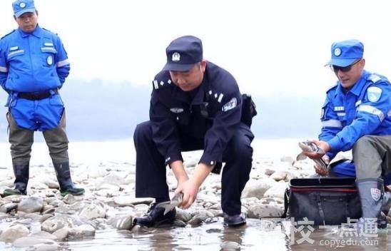 長(zhǎng)江鱘遭非法捕撈 嫌疑人:吃了3條 嫌疑人知道捕撈水生野生動(dòng)物違法
