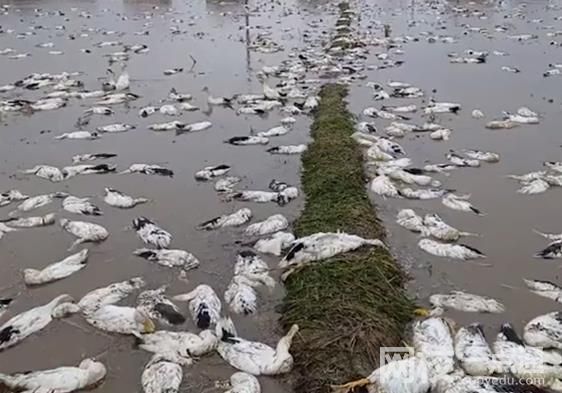 老人養的近4000只鴨子被投毒 具體是什么情況?