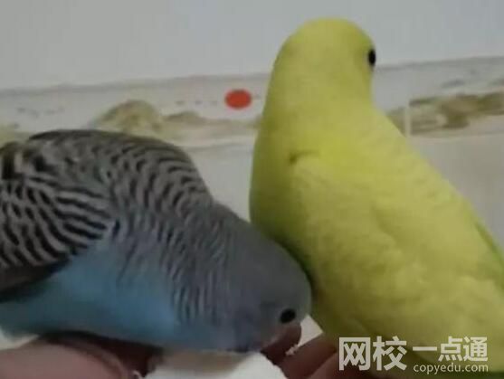 廣東一病例高燒不退潛伏45天 原因曝光太無(wú)奈了