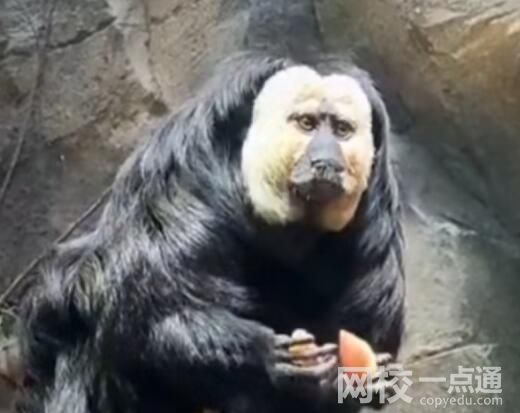 動物園回應白面僧面猴長相炸裂 內幕曝光簡直太意外了