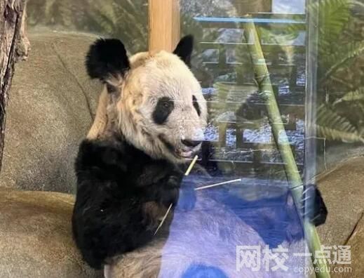 美動(dòng)物園稱(chēng)丫丫毛發(fā)稀疏是家族遺傳 意外至極真相讓人不可思議