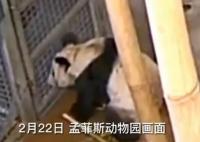 丫丫回國流程進行到哪一步了 內幕曝光簡直太意外了