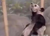 美動物園稱丫丫毛發稀疏是家族遺傳 原因簡直讓人驚個呆