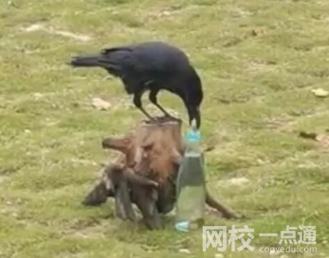 網友拍到現實版“烏鴉喝水” 背后真相實在讓人驚愕