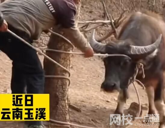 叔侄爭牛花費近萬元給牛做親子鑒定 究竟是怎么回事？