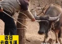 叔侄爭牛花費近萬元給牛做親子鑒定 內幕曝光簡直太意外了