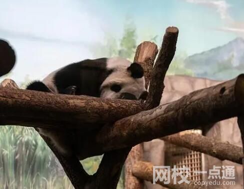 如意和丁丁在莫斯科有多受歡迎 游客絡繹不絕太霸氣