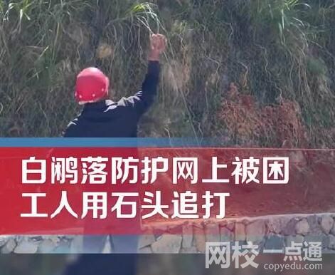 男子用石頭砸白鷴被過路女子喝止 始料未及真相簡直令人吃驚