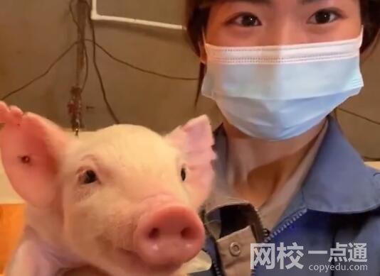 00后女生畢業當豬場保育員 內幕曝光簡直太無奈了
