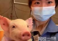 00后女生畢業(yè)當豬場保育員 大學學的就是畜牧獸醫(yī)專業(yè)對口