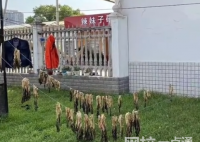 校內(nèi)曬實(shí)驗(yàn)用芥菜被人偷走大半 原因竟是這樣簡(jiǎn)直太無(wú)奈了
