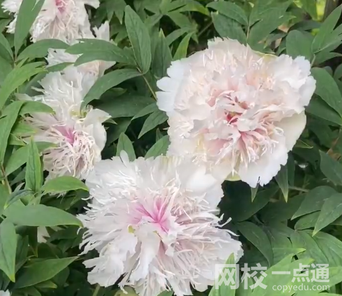 這株牡丹有“帶刀侍衛”24小時守護 究竟是怎么回事？