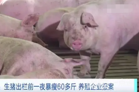 警方回應生豬一夜“暴瘦”60多斤 結果讓他大吃一驚