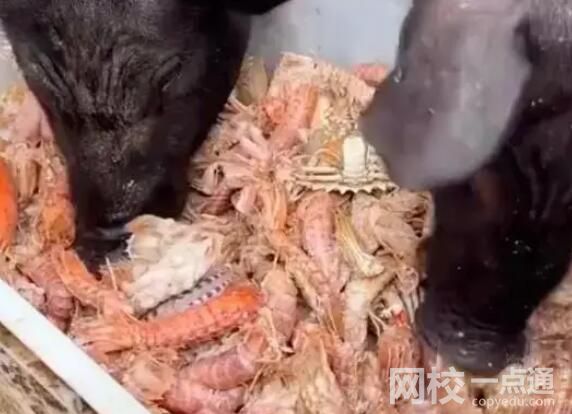 男子給豬喂皮皮蝦螃蟹 引發網友關注