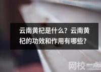 云南黃杞是什么？云南黃杞的功效和作用有哪些？