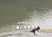 貴州黔靈山猴子變“跳水隊” 引得無數網友紛紛點贊