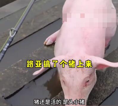 釣魚時釣上一頭活豬 到底是哪里來的？