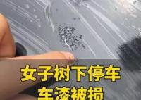 女子將車停在槐樹下車漆被腐蝕 這也太無奈了