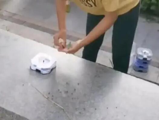 河北一女子在小區放生蟑螂 為什么引熱議？
