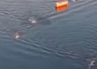 塞爾維亞運動員在水中離世 為什么去世怎么死的？