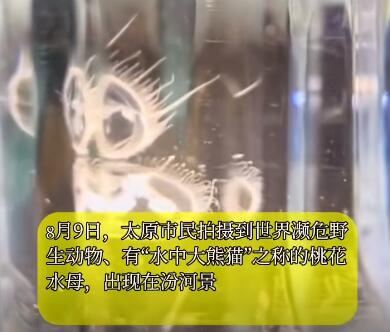 “水中大熊貓”桃花水母現身太原 為什么這么罕見？